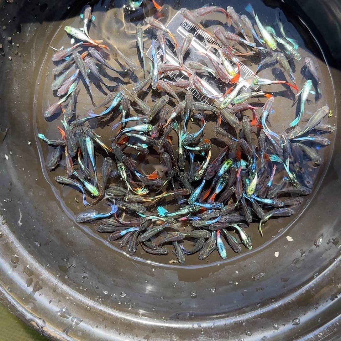孔雀鱼精品杂袍混搭35条