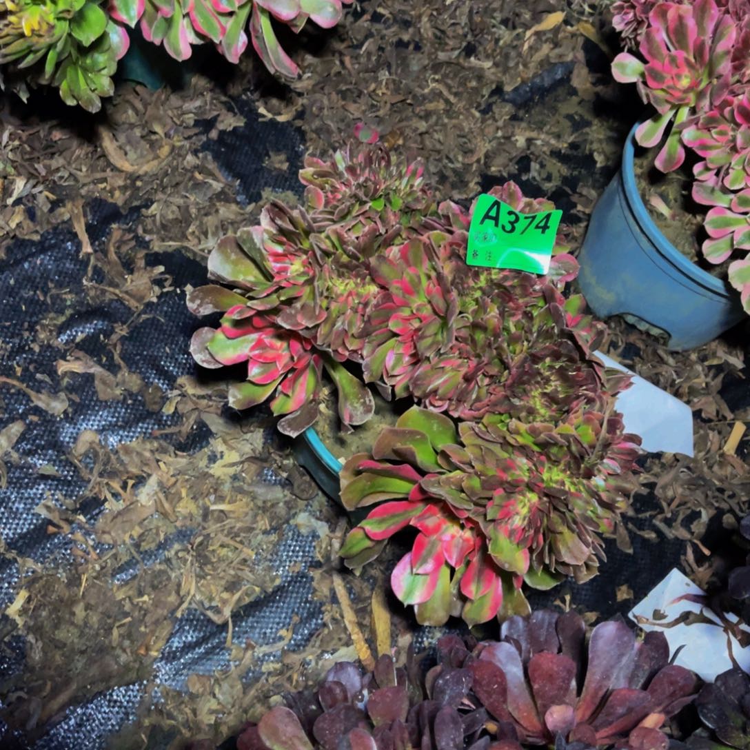 香妃法师缀化1-29