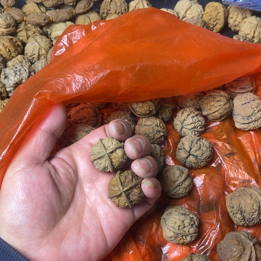 鱼***号吊坠文玩核桃文玩