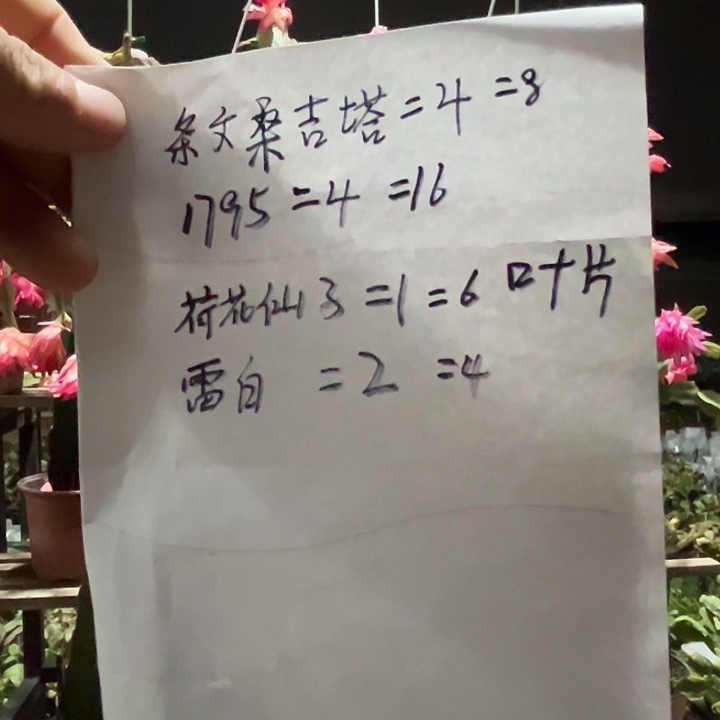 完全开放四种蟹爪兰叶片