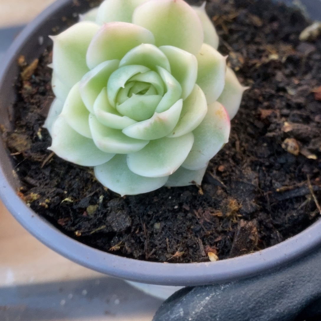 443朵莉亚锦锦锦锦锦