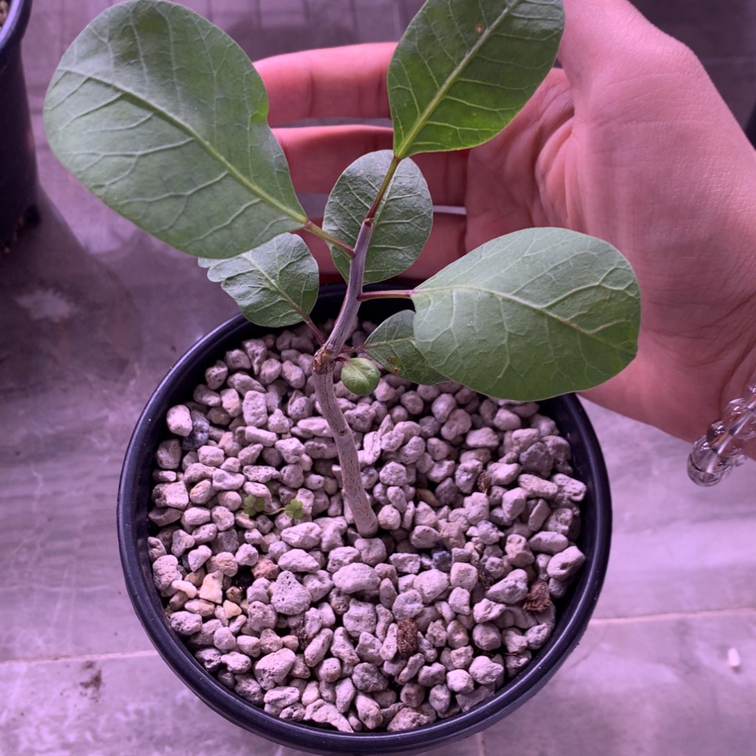 清***草舍特达利扦插带盆