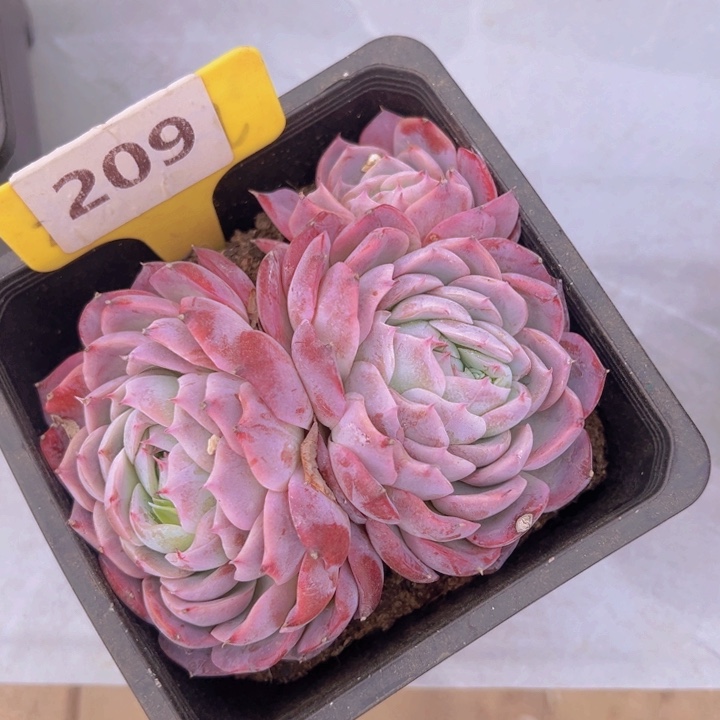 健健康康平平安安