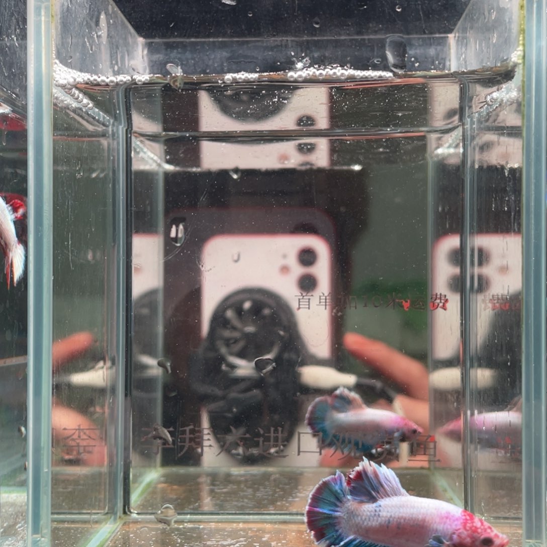 斗鱼印尼精品斗鱼59