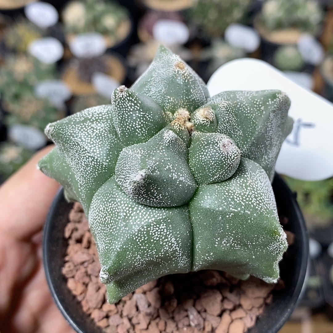 1065号实生角尤鸾凤玉6.5cm