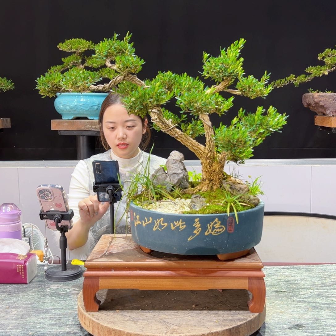 四季常青老桩黄杨盆景