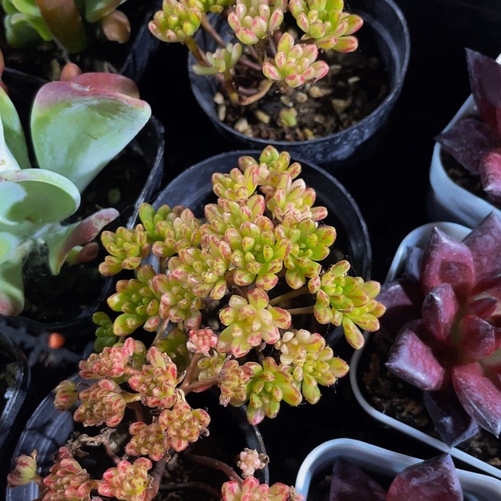 小人姬锦4.8带盆土