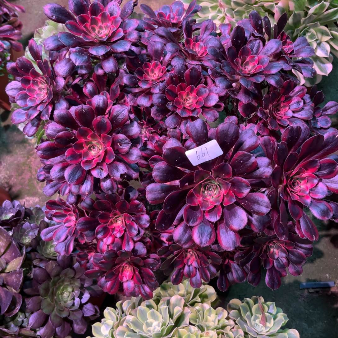 多肉植物丽娜661