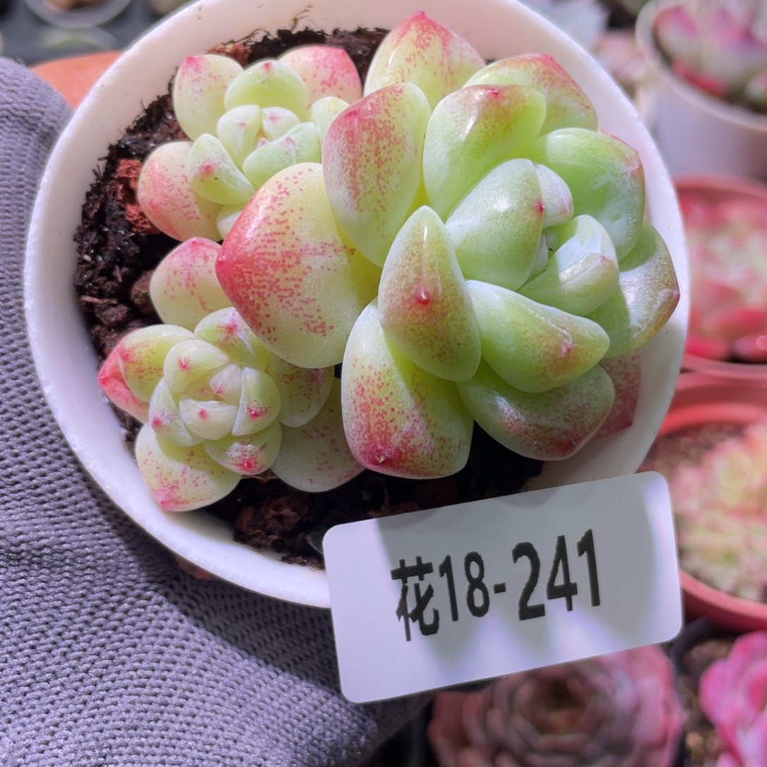 白天鹅18-241冰玉