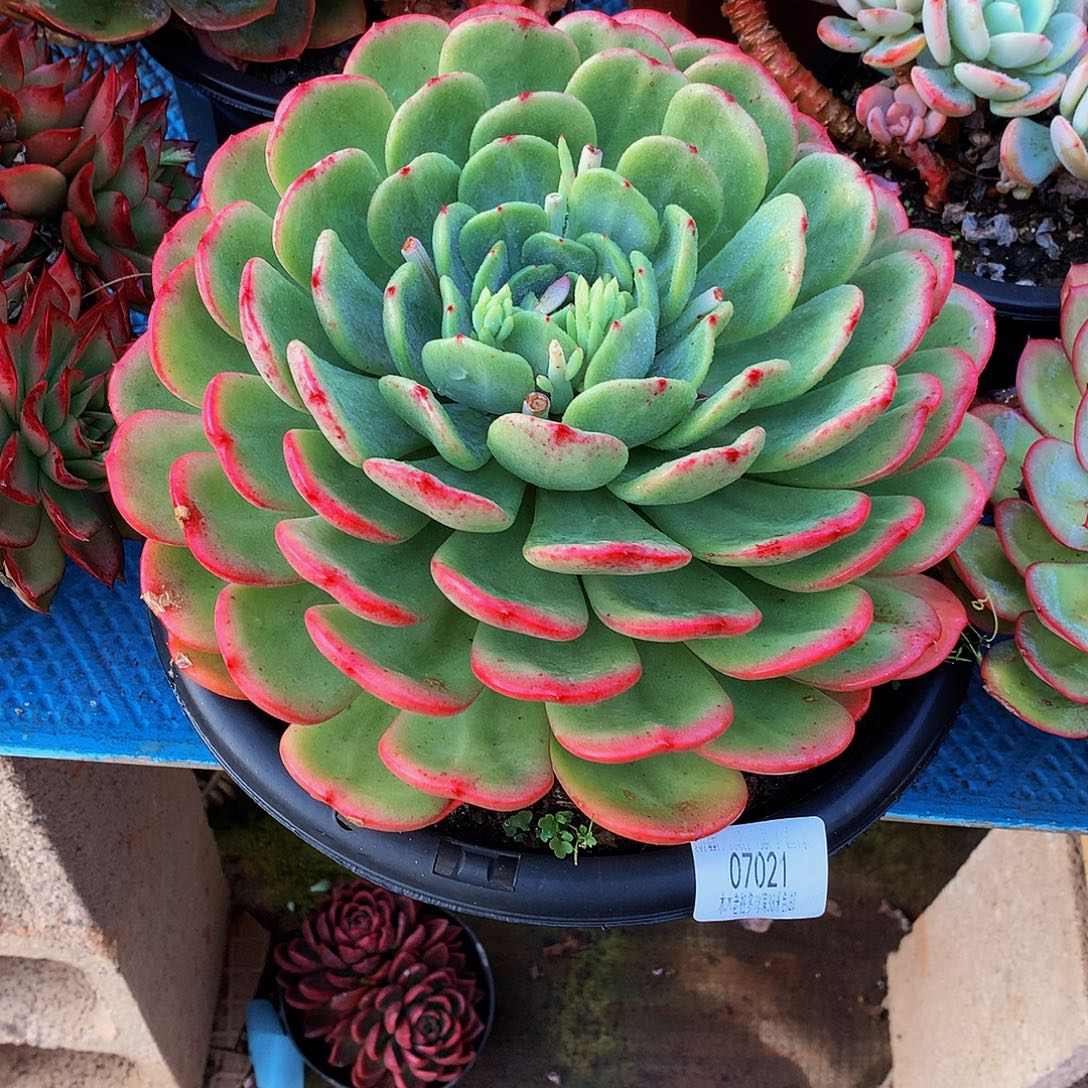 爱***@     十里桃花多肉07021