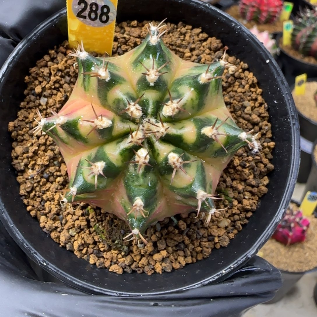 泰系名品侧芽枫叶