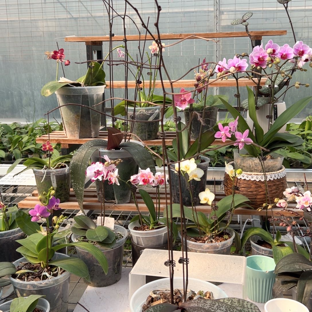 完全开放大西6513