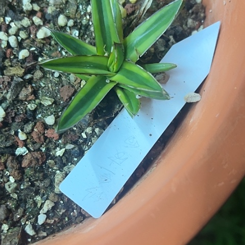 雅***苑屉之雪明宽腹轮锦植物