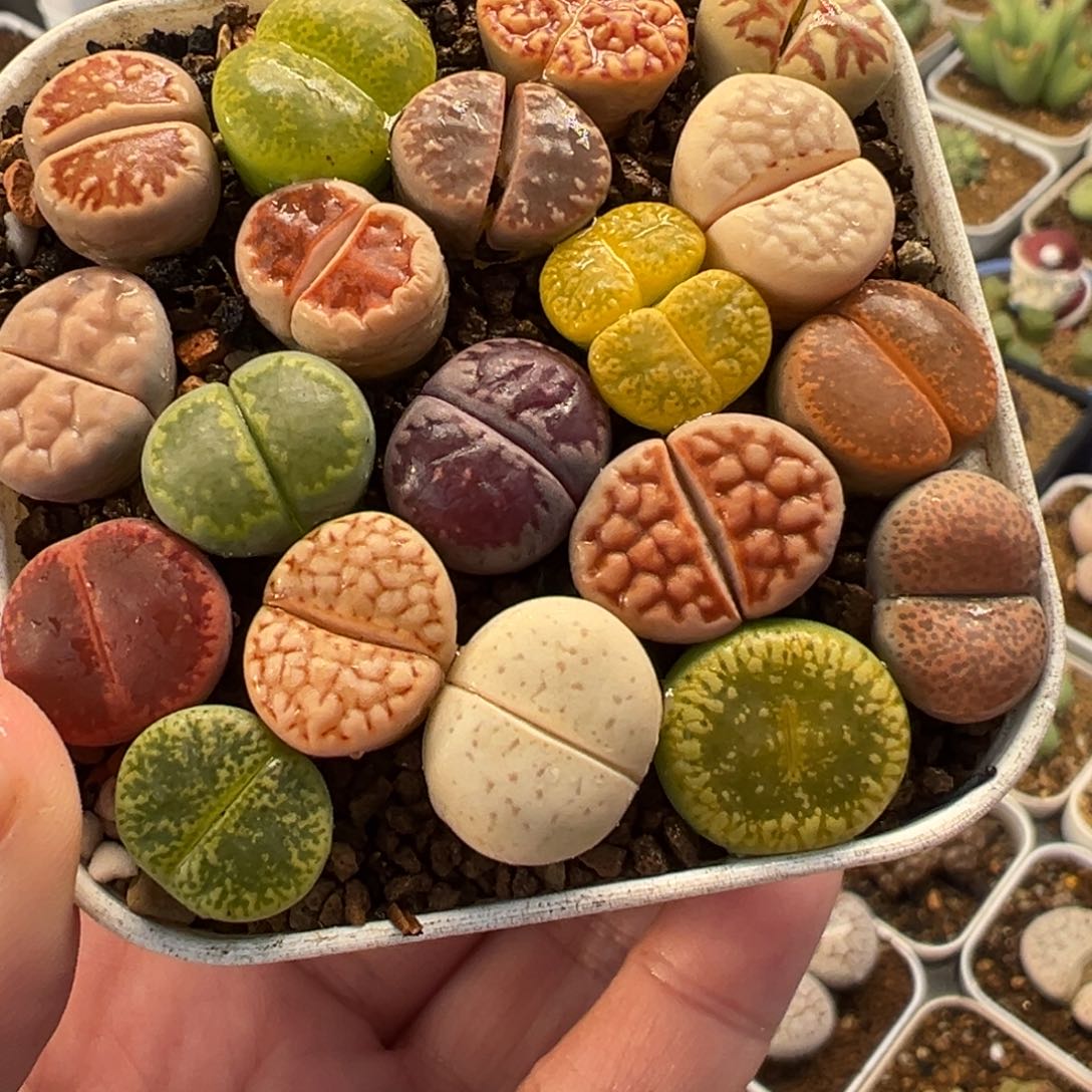 015多肉植物种类多样