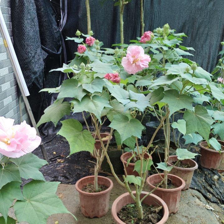 无花朵芙蓉花带花苞7828