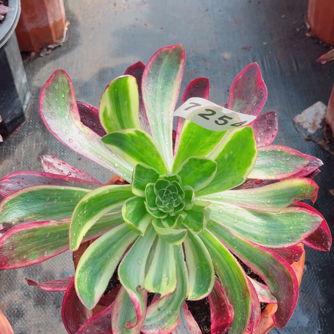 紫嫣多肉发货发货