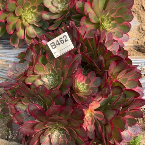 多肉植物粉花妖捧花
