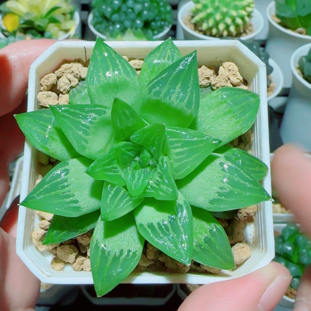 水晶玉露寿多肉植物