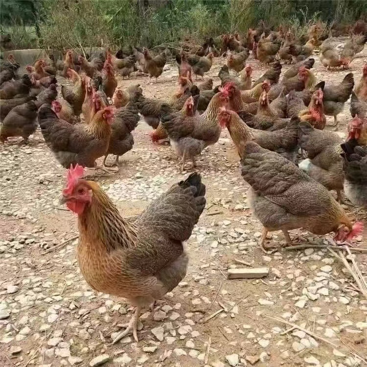 青脚麻羽鸡15大只带框发货X