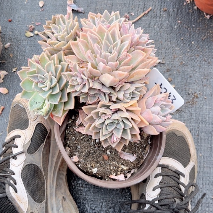 多肉植物9.9包邮