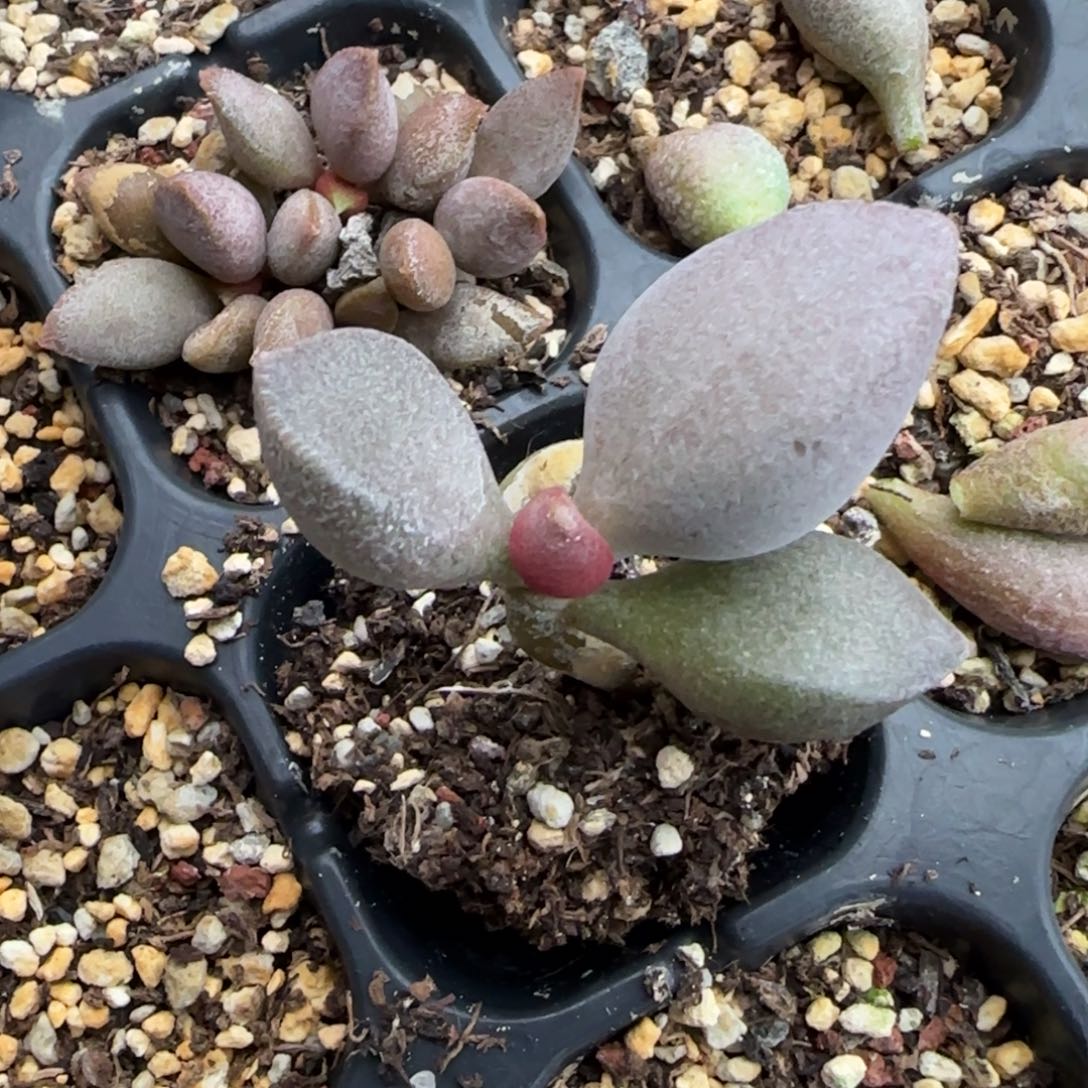 白羊座水泡多肉植物