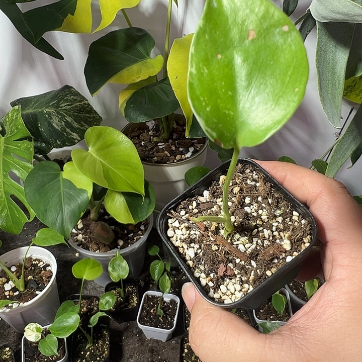 天***8无花朵龟背竹种子苗