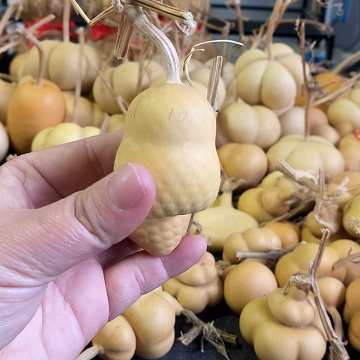 葫芦的颜色很好看