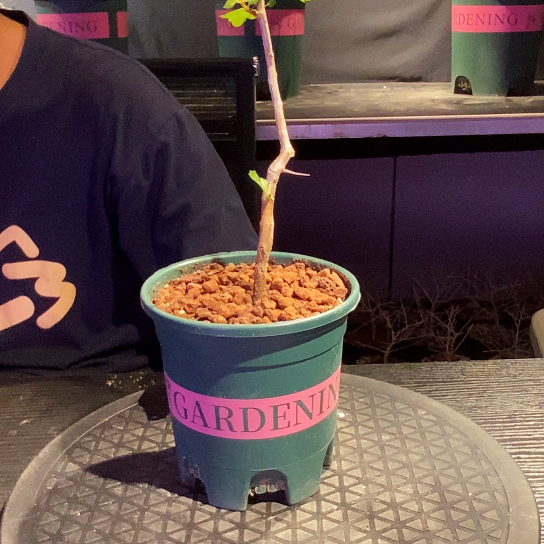 怀特没药实生一个