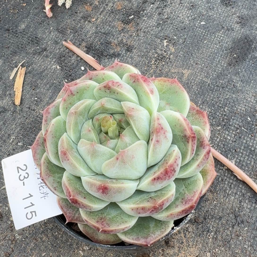 多肉杂交一物一拍23-115