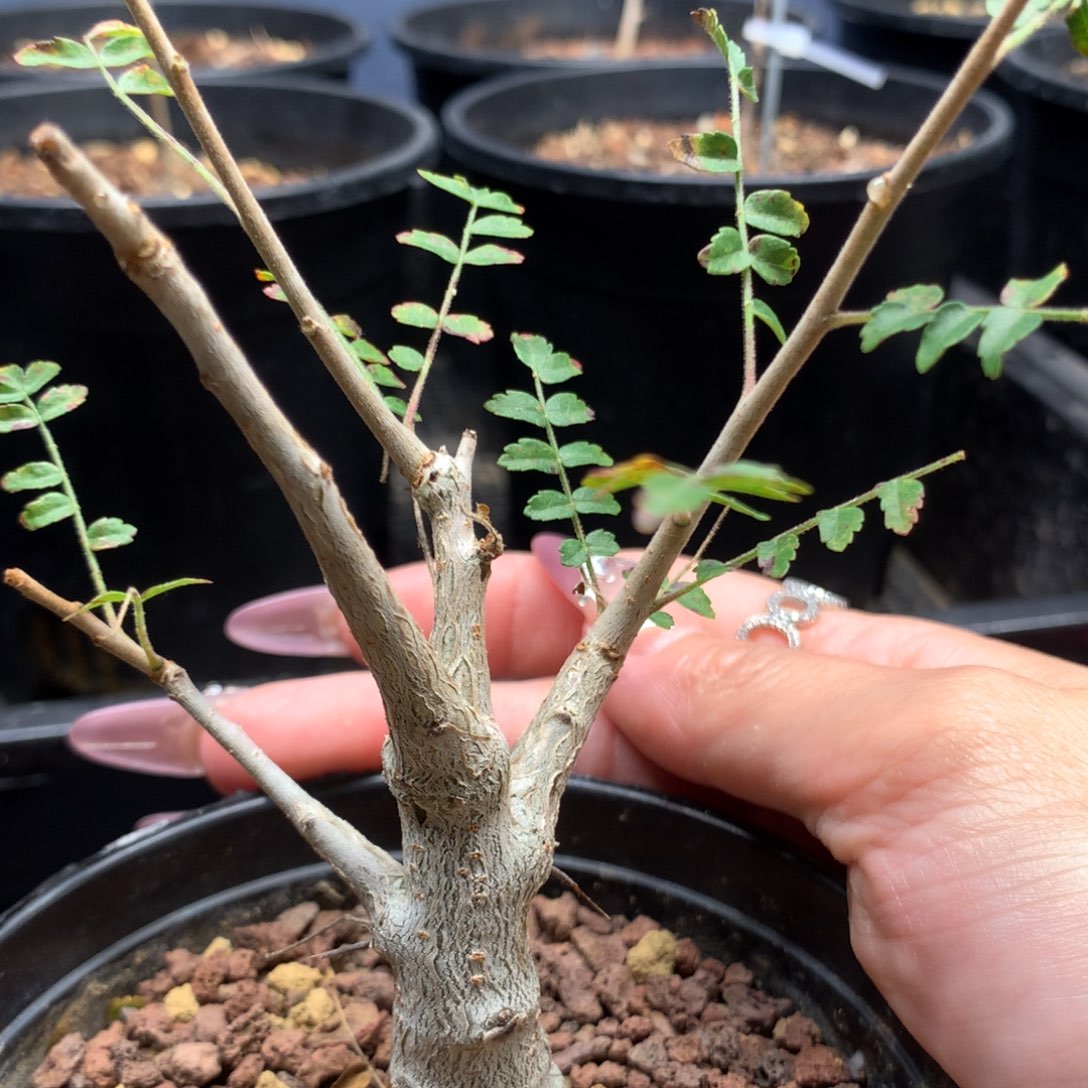 尼勒达乳香实生小苗