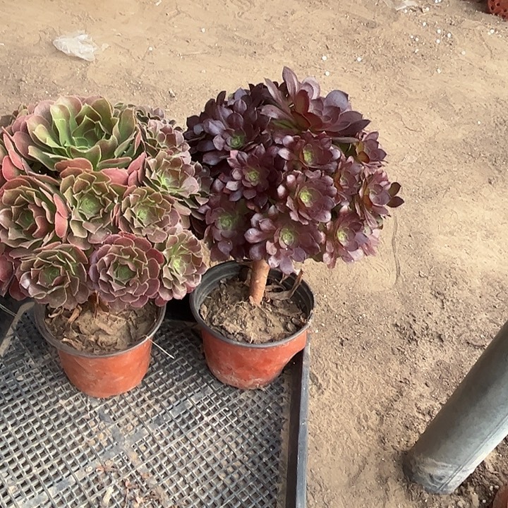 176多肉植物组合，