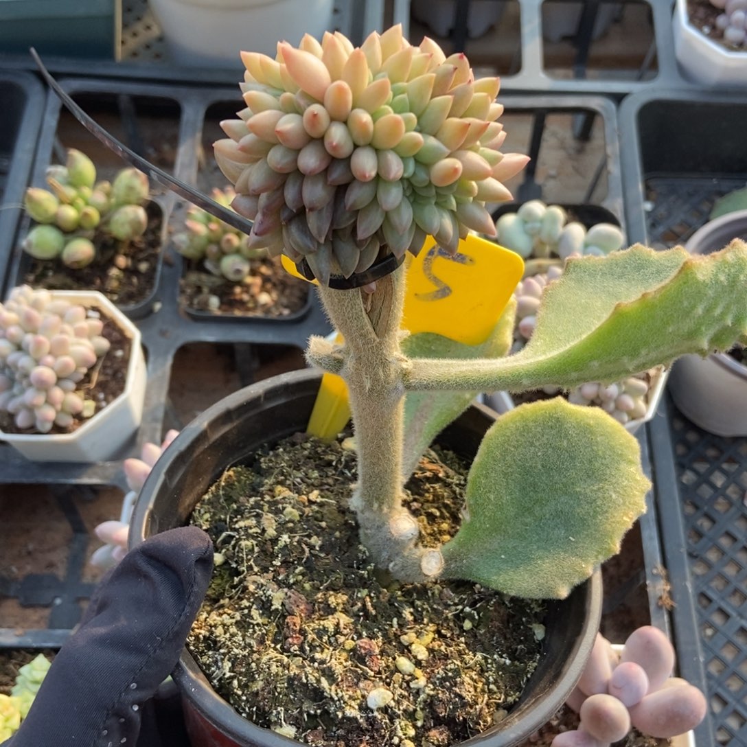 905车厘子多肉植物多肉