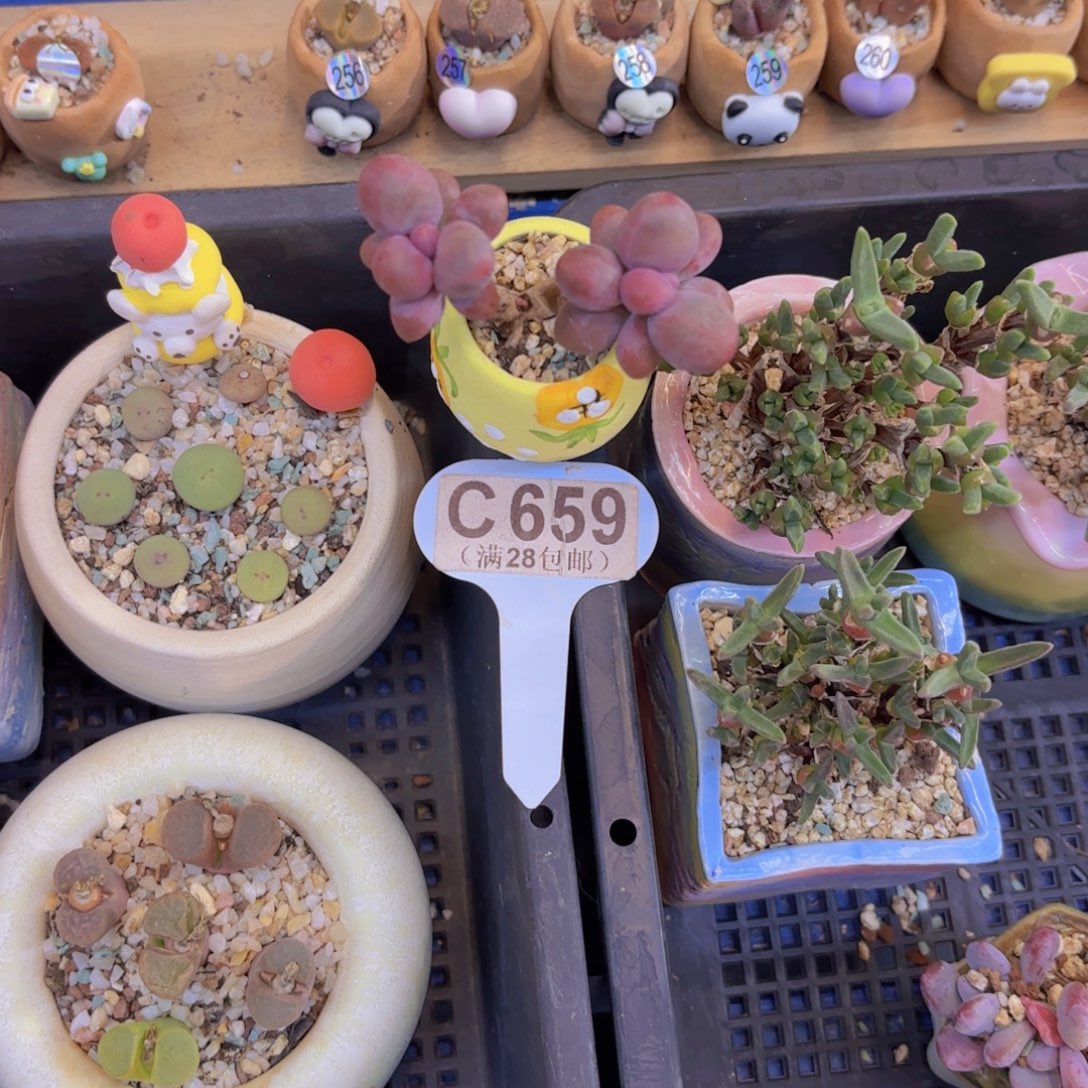 涵***媛C659糖果美人一物一拍