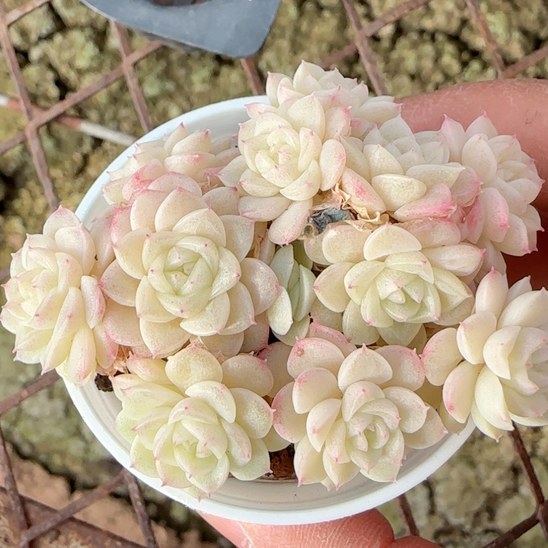 【闪购商品】0131-55（ttp-77-2）