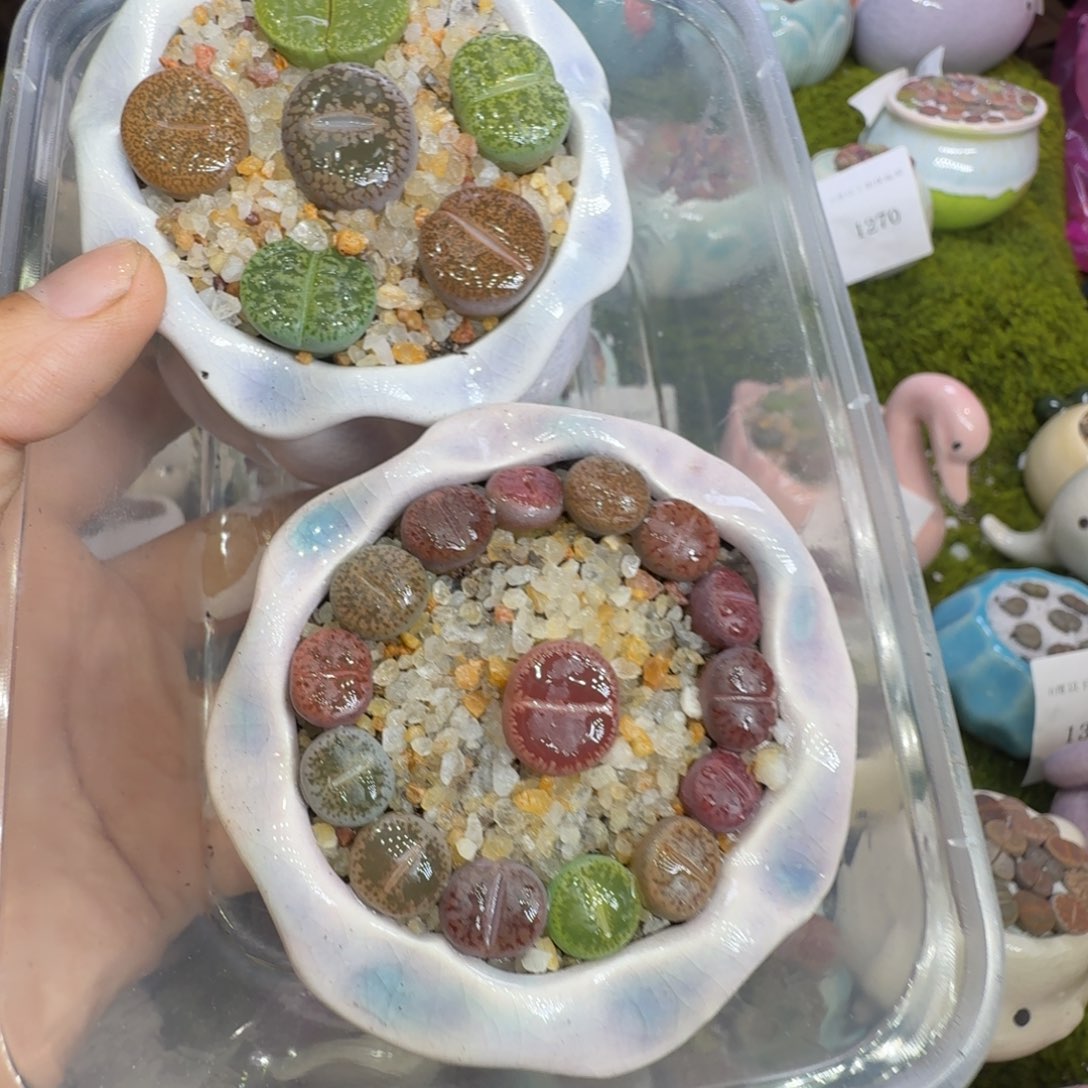 枝***意多肉植物福利冲1406