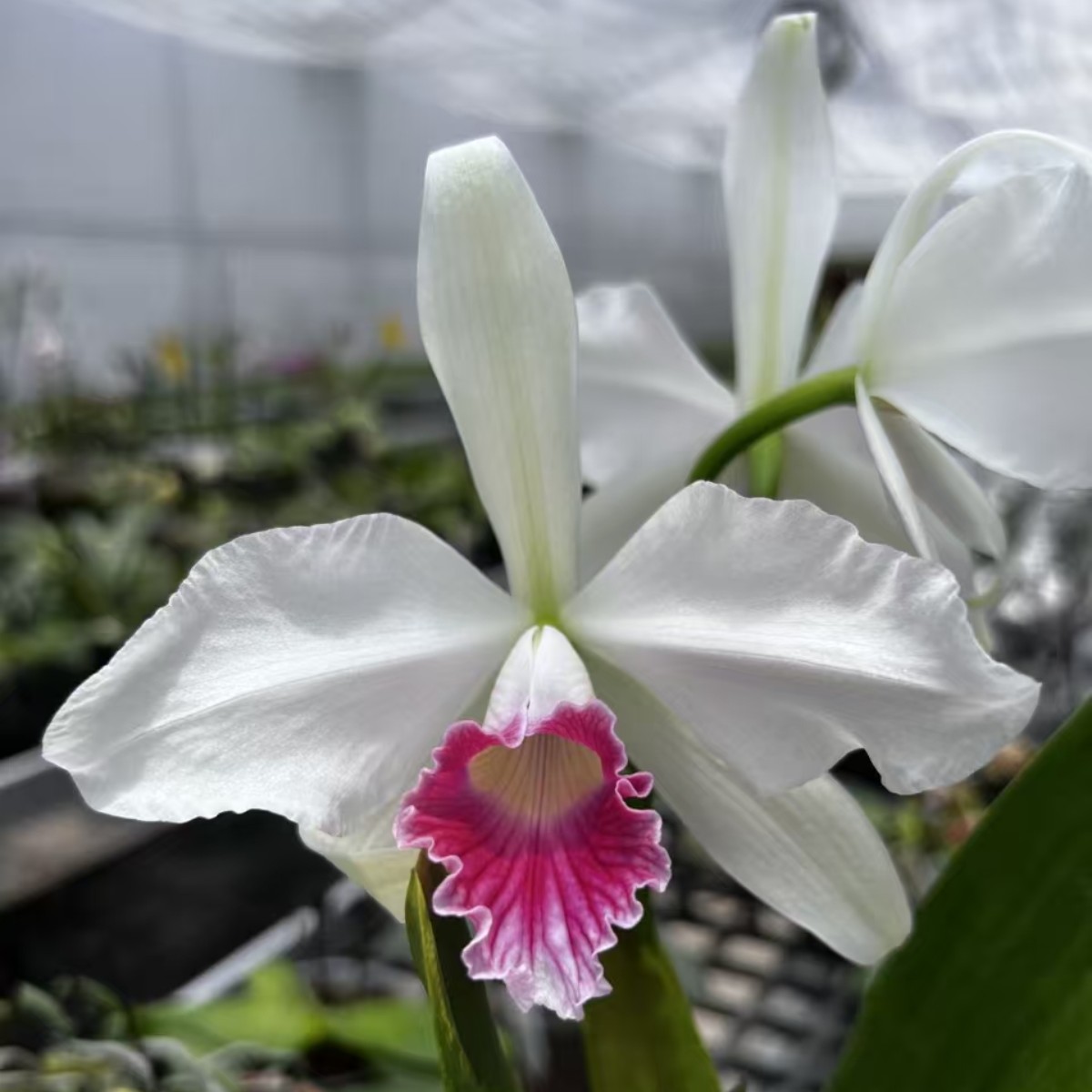 卡特兰 三文鱼婆婆 2.5寸 苗株 带花牌 鲜花绿植