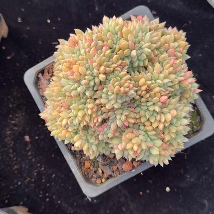 15厘米左右一物一拍的