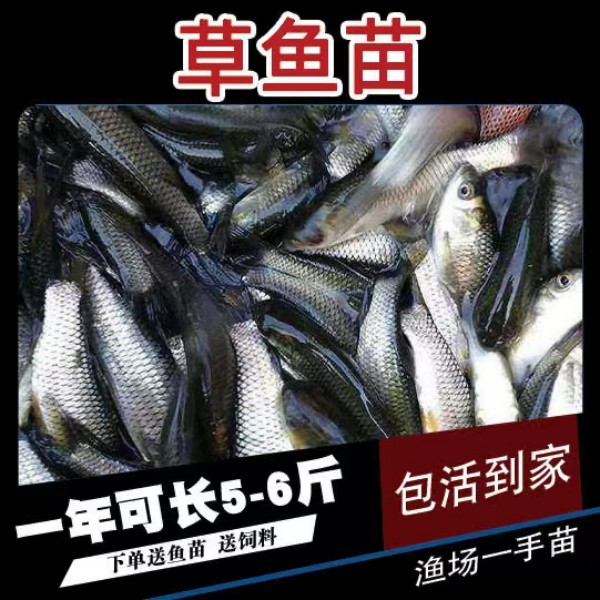 草鱼淡水活体宠物观赏鱼