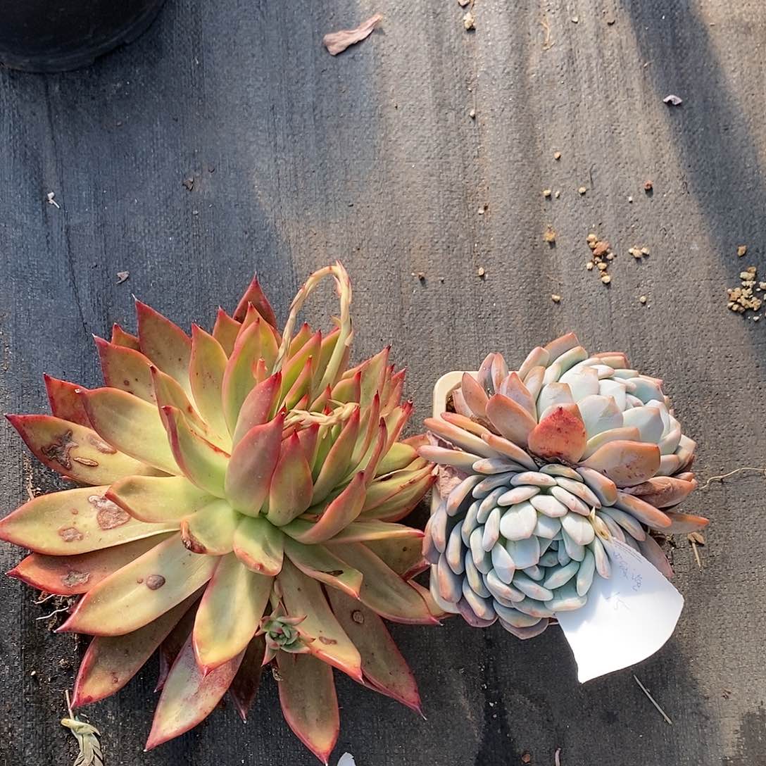 皮皮多肉一物一拍。橙子弗兰克