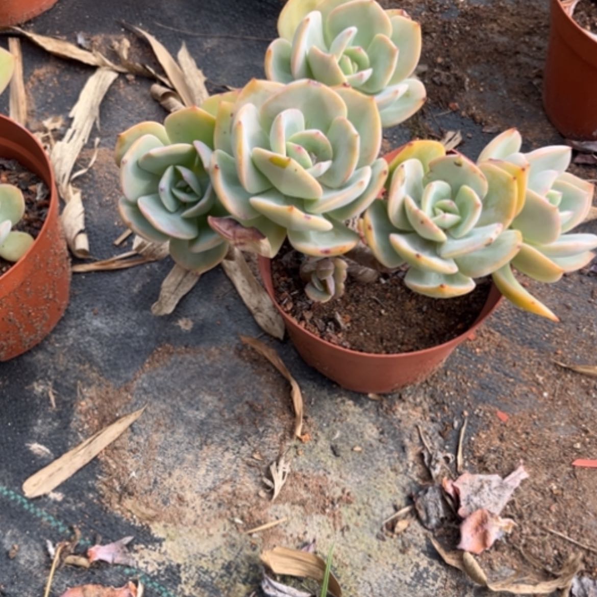 【闪购商品】静*白凤