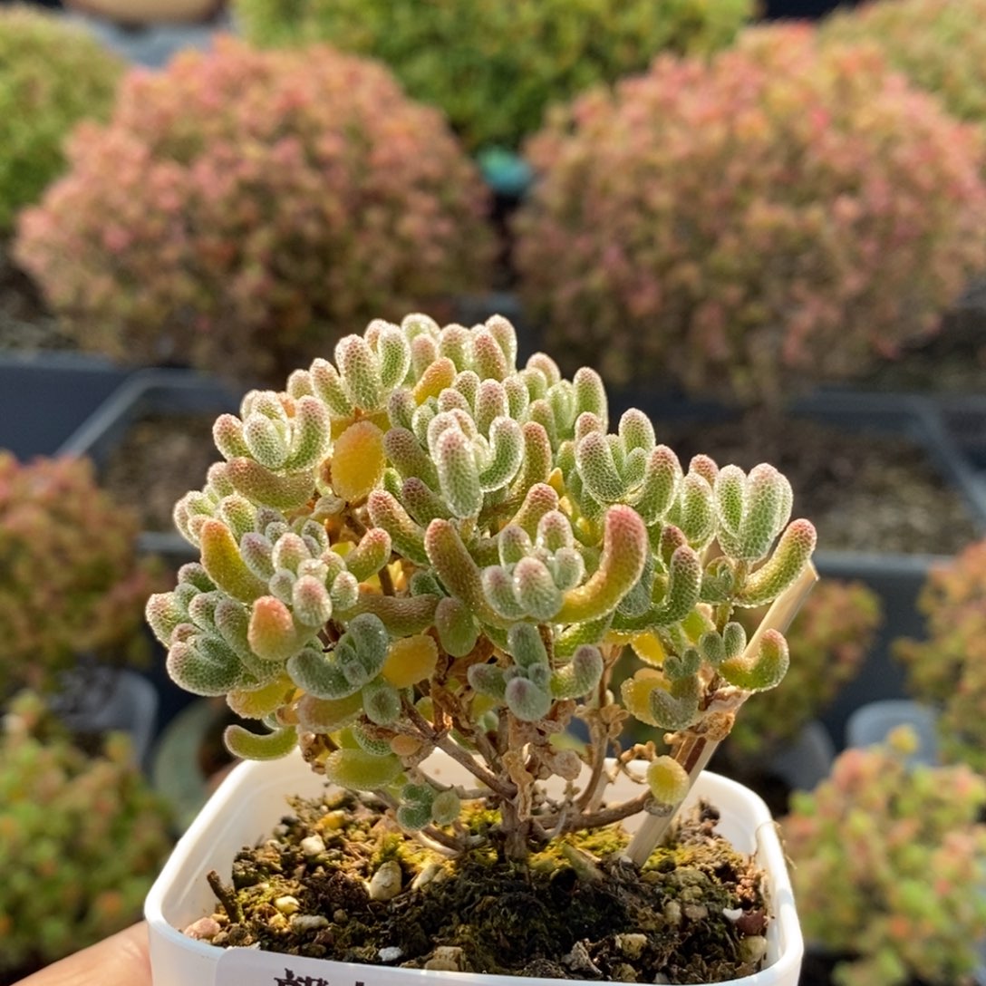 优选冰晶2756枝干番杏