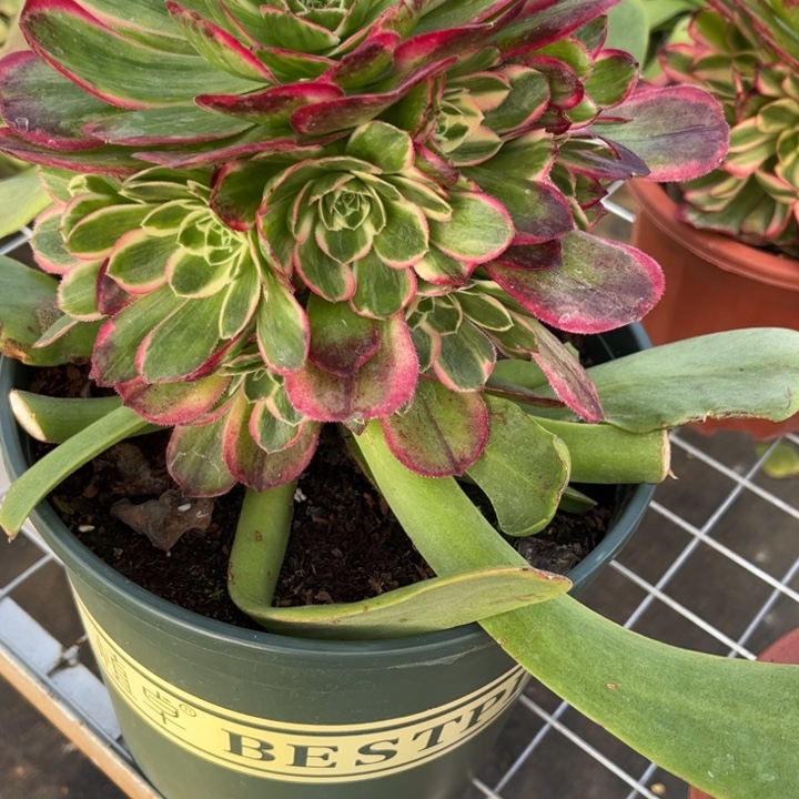 不***我大理花友的专拍链接