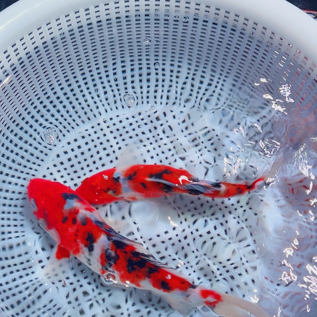 锦鲤锦鲤观赏鱼1111