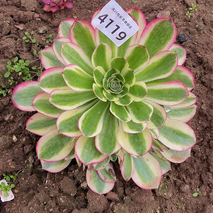 41-9粉海王多肉植物