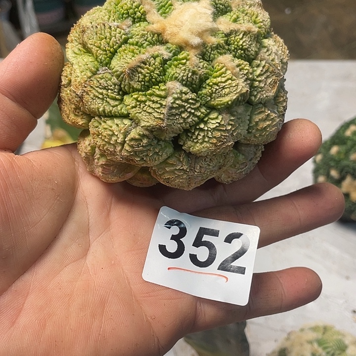 完全开放352连山哥斯拉锦