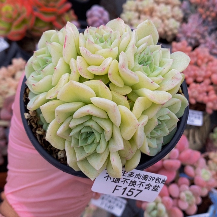 白天鹅麦秆8cm157多肉植物