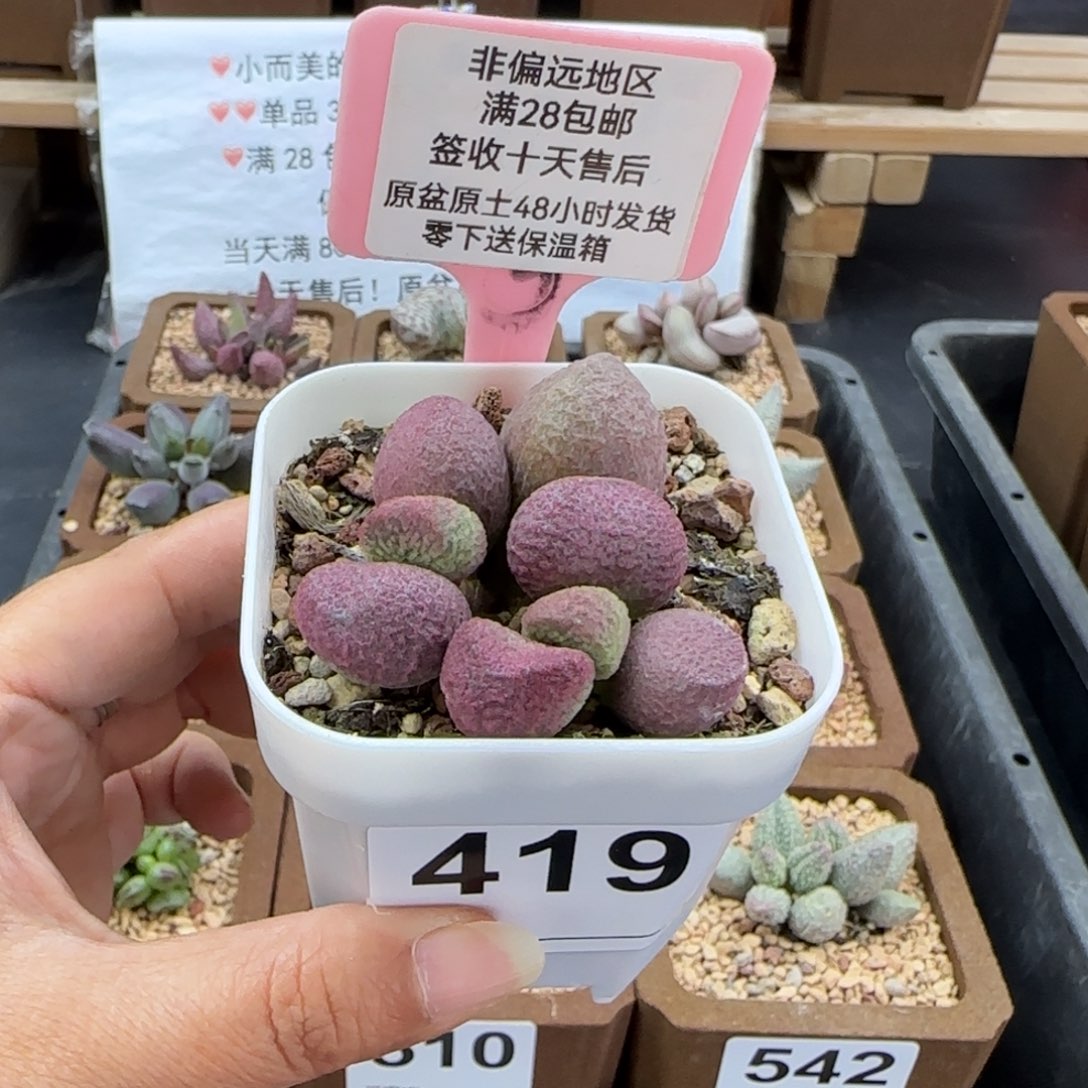 419红烧肉多肉植物