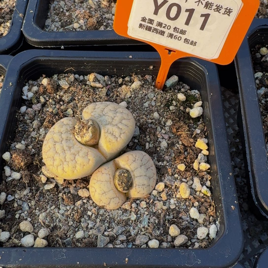 011 生石花大群生一物一拍