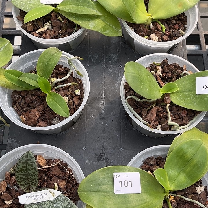 全部花苞101号特价瑕疵苗叶根系都不好裸根发货任何原因不售后