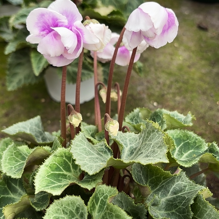 完全开放重瓣皮克玫瑰04